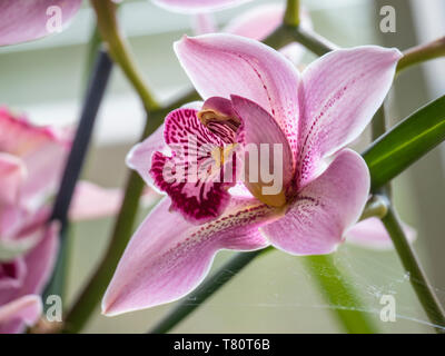 ORCHID Cymbidium Pink Ice 'Fosgrove' lumière douce dans la serre à la maison. Banque D'Images