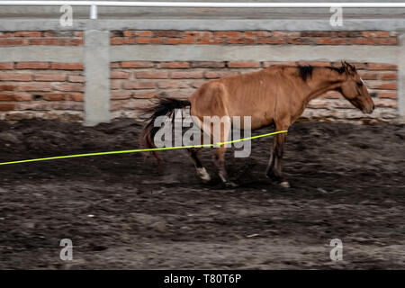 Une mare sauvage s'arrête après avoir été encordés par huit ans, Juan Franco, de la légendaire famille franco de Charro champions, au cours d'une session pratique dans les hautes terres de Jalisco ville de Capilla de Guadalupe, au Mexique. L'événement est appelé lasso Manganas un diagramme circulaire ou à pied au lasso et implique un charro à pied au lasso une mare sauvage par ses jambes avant de tomber et de rouler une fois. La mare sauvage autour de l'anneau est pourchassé par trois montées charros. Banque D'Images