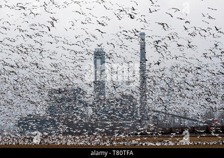 L'IATAN, Missouri. La migration des oies des neiges. 'Chen caerulescens' des milliers d'Oies des neiges de décoller et bloquer la vue de la centrale laissant dans silh Banque D'Images