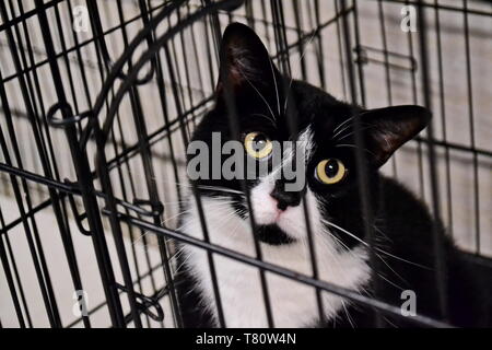 Chat noir et blanc regards sauvages grâce à pleadingly bars cage dans un refuge d'animaux Banque D'Images