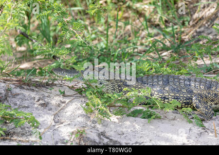 Un jeune crocodile du Nil (Crocodylus niloticus), Okavango, Popa Falls, la Namibie. Banque D'Images