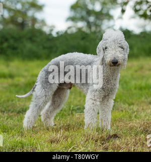 Bedlington terrier Banque D'Images