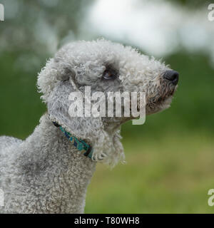 Bedlington terrier Banque D'Images