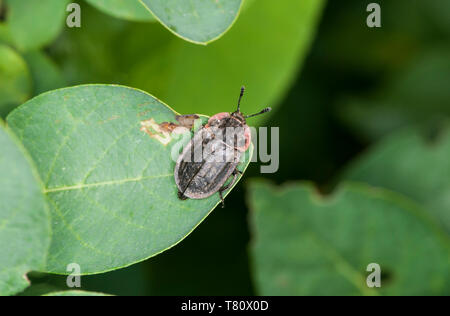 Vadnais Heights, Minnesota. John H. Allison forest Scoulérie Carrion Beetle ; Oiceoptoma noveboracense reposant sur une feuille. Banque D'Images