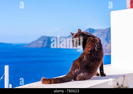 Un chat noir assis sur le mur blanc à Oia avec derrière la mer - libre avec focus sélectif. Stray Cats à Santorin, Grèce Banque D'Images