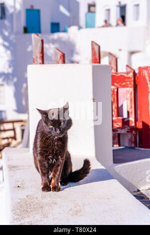 Un chat noir assis sur le mur blanc à Oia - libre avec focus sélectif. Stray Cats à Santorin, Grèce