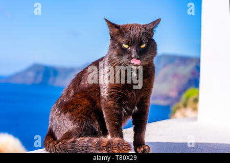 Un chat noir assis sur le mur blanc à Oia avec derrière la mer - libre avec focus sélectif. Stray Cats à Santorin, Grèce Banque D'Images