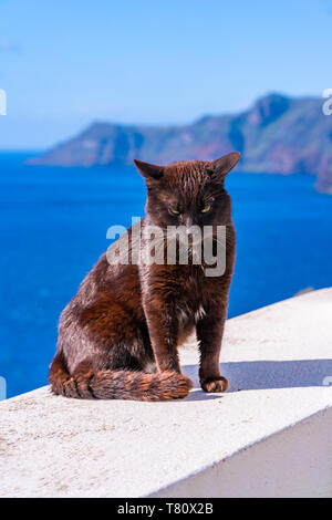 Un chat noir assis sur le mur blanc à Oia avec derrière la mer - libre avec focus sélectif. Stray Cats à Santorin, Grèce Banque D'Images