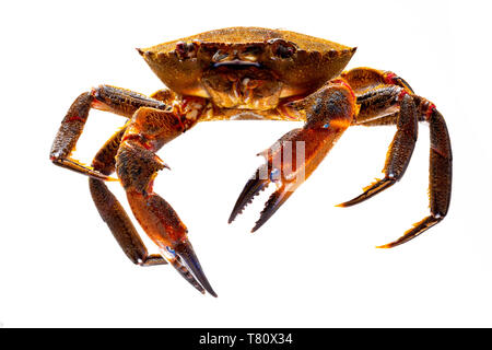 Necoras galicien (de Galice) en mouvement. De délicieux fruits de mer du golfe de Gascogne et l'Atlantique. Les crabes vivants et frais isolé sur fond blanc Banque D'Images