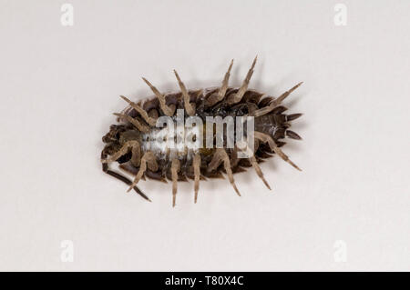 Vadnais Heights, Minnesota. Sow bug, Porcellio dilatatus. Vue inférieure sur fond blanc. Banque D'Images