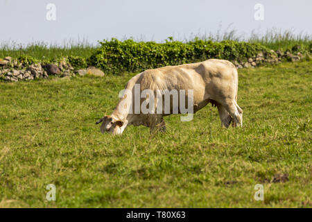 Bull (GC) pâturaient sur pré vert. La Cantabrie. Banque D'Images