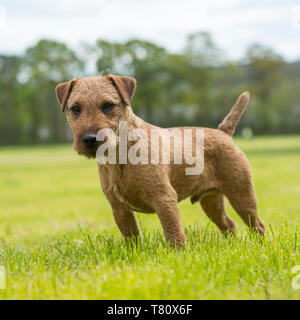 Lakeland terrier Banque D'Images