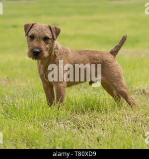 Lakeland terrier Banque D'Images