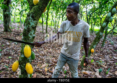 Récolte de cacao dans une plantation près de Abidjan, Côte d'Ivoire, Afrique de l'Ouest, l'Afrique Banque D'Images