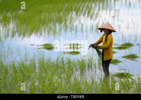 Productrice travaillant dans un champ de riz le repiquage du riz dans le Delta du Mékong, Can Tho, Vietnam, Indochine, Asie du Sud-Est, l'Asie Banque D'Images