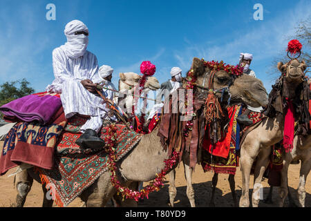 Chameau coloré riders à un festival Tribal, Sahel, Tchad, Afrique Banque D'Images