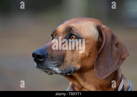 Le Rhodesian Ridgeback Banque D'Images