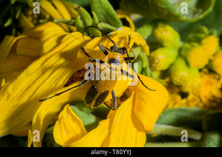 Vadnais Heights, Minnesota. Houghton, Chauliognathus pennsylvanicus Soldat Beetle, également connu sous le nom de Virginia leatherwing. Banque D'Images