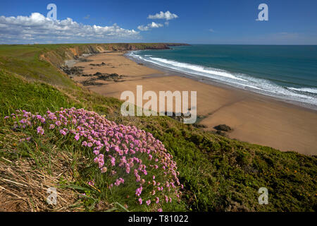 La large plage de sable de l'économie couverts falaise à Marloes, Pembrokeshire, Pays de Galles, Royaume-Uni, Europe Banque D'Images