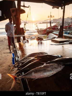 Marché de poisson à l'aube, Galle, Côte Sud, Sri Lanka, Asie Banque D'Images