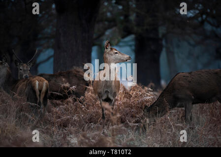 Red Deer (Cervus elaphus) à Richmond Park, Richmond, Londres, Angleterre, Royaume-Uni, Europe Banque D'Images
