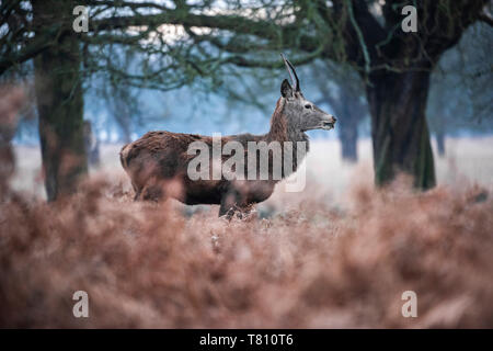 Red Deer (Cervus elaphus) à Richmond Park, Richmond, Londres, Angleterre, Royaume-Uni, Europe Banque D'Images