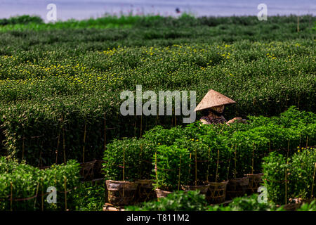 Les agriculteurs du village dans le Delta du Mékong à l'écart de l'intense vie de ville de Saigon, Vietnam, Indochine, Asie du Sud-Est, l'Asie Banque D'Images