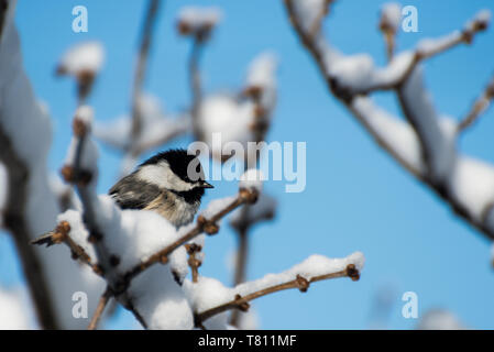 Vadnais Heights, Minnesota. Mésange à tête noire, Poecile atricapillus perché sur une branche couverte de neige après une tempête de neige au printemps. Banque D'Images