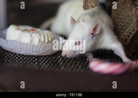 Concept de l'obésité. Souris et des bonbons. Rat blanc. Souris blanche. Le rat est de manger. Libre de souris. Banque D'Images