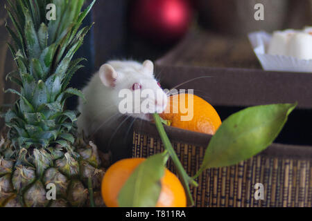 Concept de régime. Une bonne nutrition. Les fruits sains. Rat blanc. Souris blanche. Le rat et le fruit. La souris est de manger. Banque D'Images