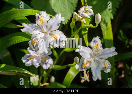 Iris japonica fleurs en croissance dans le nord-est de l'Italie. Également connu sous le nom de Iris, Shaga ou fleur papillon Banque D'Images