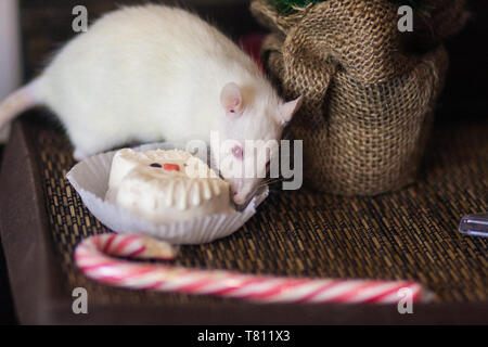 Confiserie concept. La confiserie. Délicieux gâteaux. Souris blanche. Rat blanc. La souris mange le gâteau. Le rat le goût des aliments. Banque D'Images