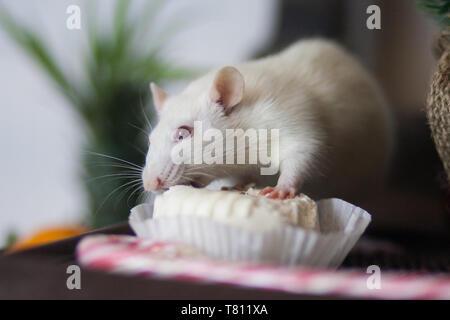 Concept d'une belle figure. Sweet nuisibles. La souris blanche a un gâteau. Bonbons goût rat blanc. Une bonne nutrition. Banque D'Images