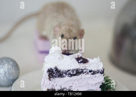 Le concept de la gourmandise. La souris mange de la brioche. Le rat mange des bonbons. La nourriture bonne. Recruter des calories. Banque D'Images