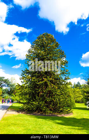 Arbre généalogique monkey puzzle (Araucaria araucana) à Kew Gardens, London, UK Banque D'Images