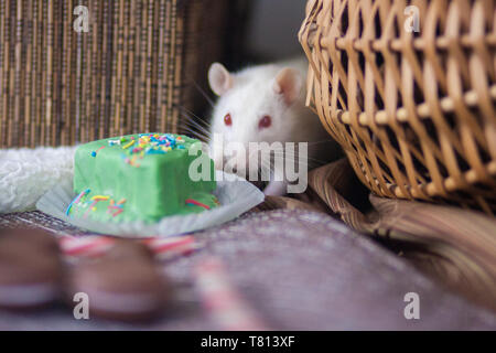 Concept de l'alimentation. Une bonne nutrition. Souris blanche. Rat blanc. Les aliments riches en calories. Banque D'Images