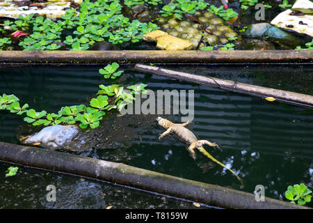 Un lézard mort en plastique et la pollution. Shariatpur, Bangladesh Banque D'Images