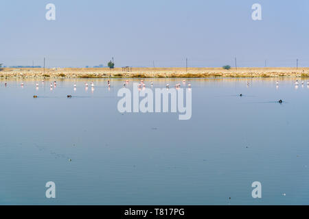 Flamingo oiseaux arrivent à Salt Lake Sambhar dans Rajasthan. L'Inde Banque D'Images