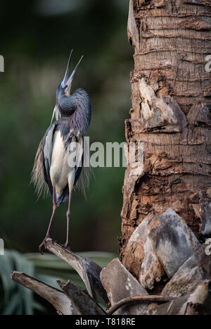 Aigrette tricolore en Floride Banque D'Images