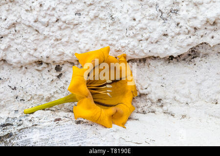 Calice de fleur jaune sur le mur blanc, Tenerife, Îles Canaries Banque D'Images