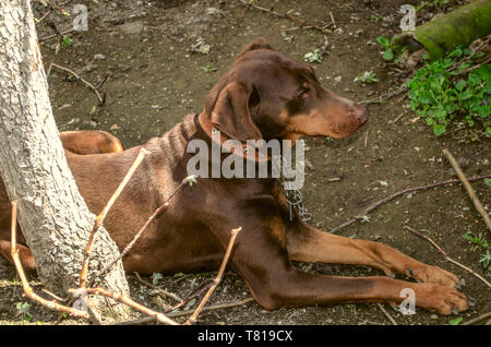 Jeune femelle Doberman brun avec oreilles incirconcis en laisse, couché dans le jardin sur le sol près du tronc de l'arbre Banque D'Images