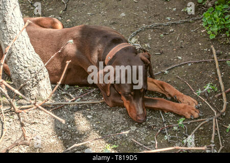 Jeune femelle Doberman brun avec oreilles incirconcis, couché sur une laisse près du tronc d'un arbre, s'est détourné resentfully Banque D'Images