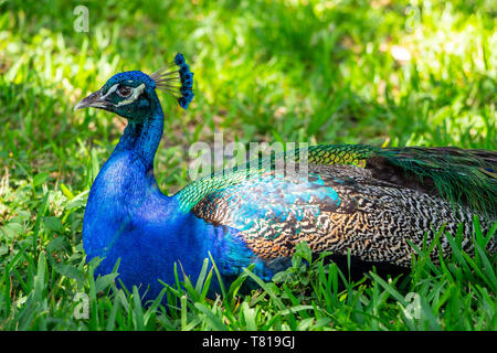 Paons indiens Peacock (Pavo cristatus) reposant dans l'herbe - Floride, États-Unis Banque D'Images