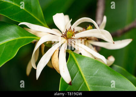 Champaca blanc (Magnolia x alba) gros plan de fleurs - Davie, Floride, USA Banque D'Images