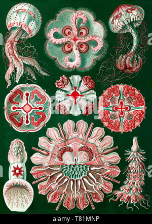 Ernst Haeckel, Discomedusae, méduses Banque D'Images