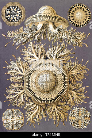 Ernst Haeckel, Discomedusae, méduses Banque D'Images