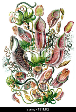 Ernst Haeckel, Nepenthes, plantes tropicales Pichets Banque D'Images