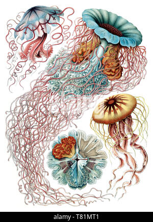 Ernst Haeckel, Discomedusae, méduses Banque D'Images