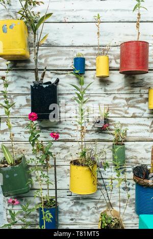 Plastique et métal peint magnifiquement et réutilisés comme contenants des plantes Banque D'Images