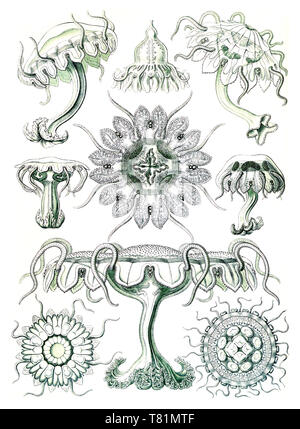 Ernst Haeckel, Discomedusae, méduses Banque D'Images